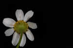 Mayweed <BR>Stinking chamomile